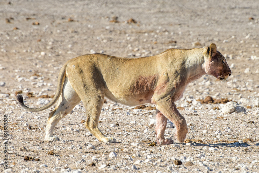 Lion in Etosha, Namibia