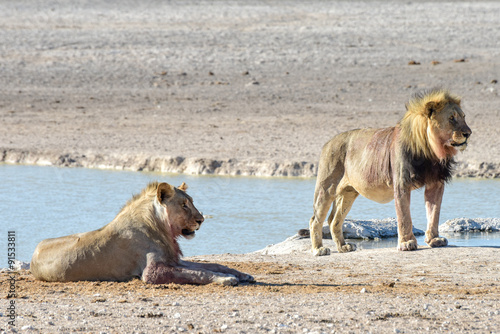 Fototapeta Naklejka Na Ścianę i Meble -  Lion in Etosha, Namibia