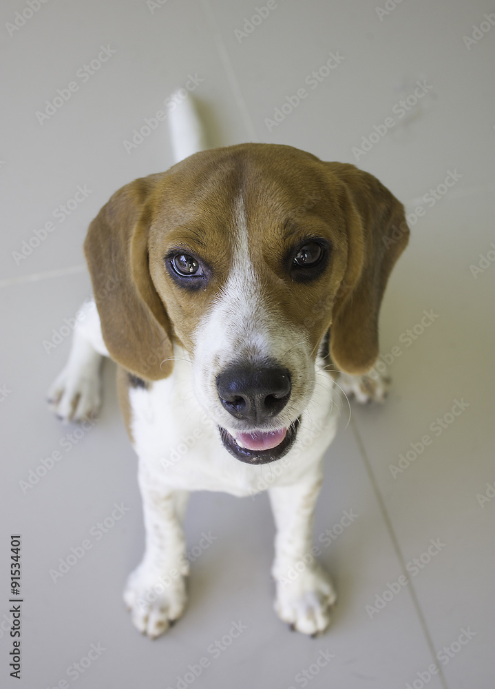 the cute beagle puppy dog