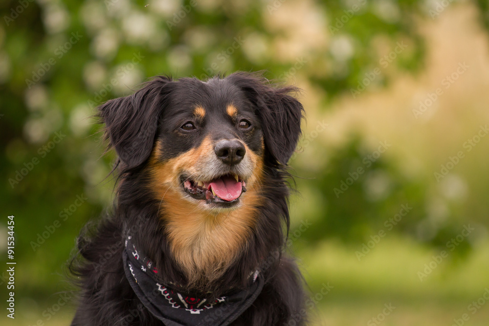 Dog looks cheerful and attentive Dog looks cheerful and attentive