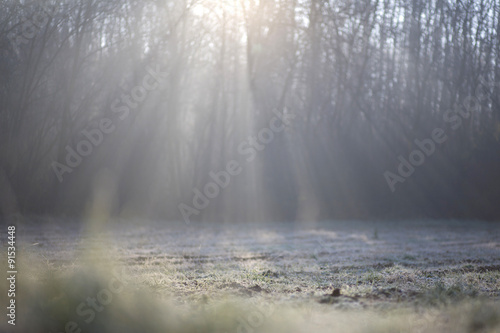 Fogy forest