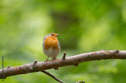 Robin Bird sitting on a tree branch © StefanieMüller