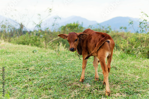 brown cow on green field in Vietnam