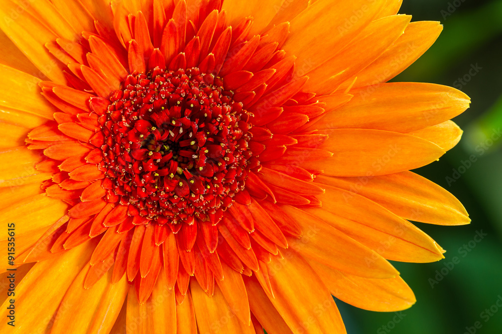 Closeup a orange gerbera daisy flower. Closeup a orange gerbera daisy flower.