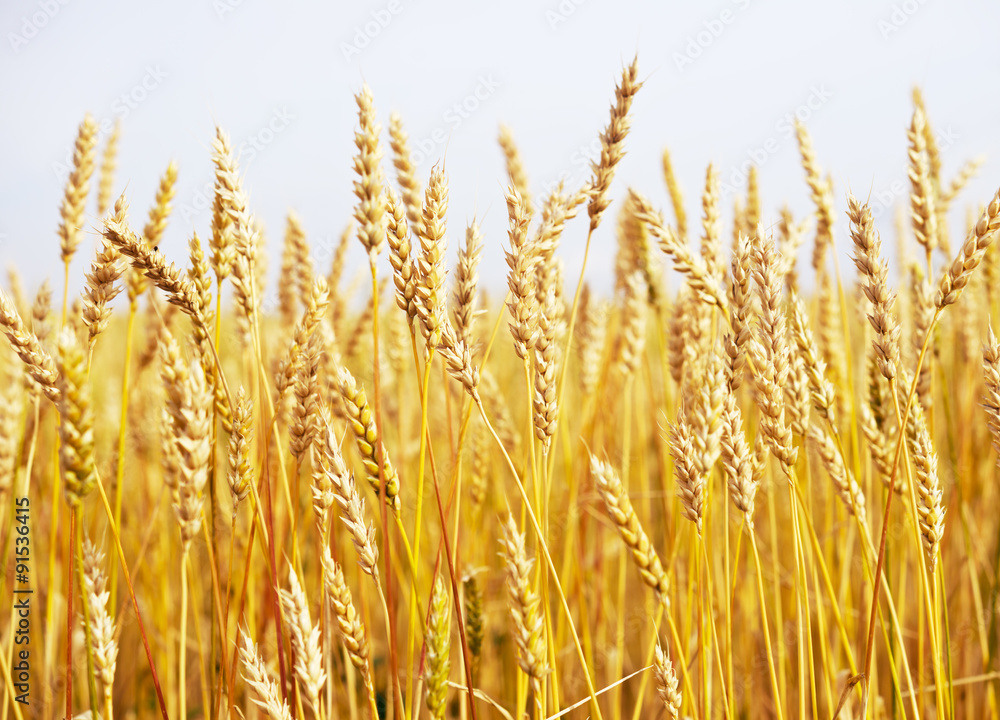 wheat field wheat field