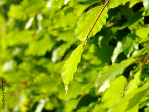 Green Leaves, Shallow Focus