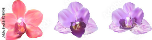 three orchids blooms collection isolated on white