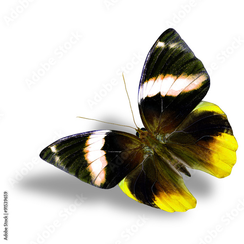 The beautiful flying yellow butterfly on white background with n photo