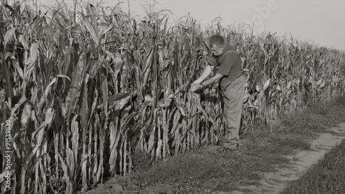 Agriculture, farmer in corn  field, monochrome footage, vintage look