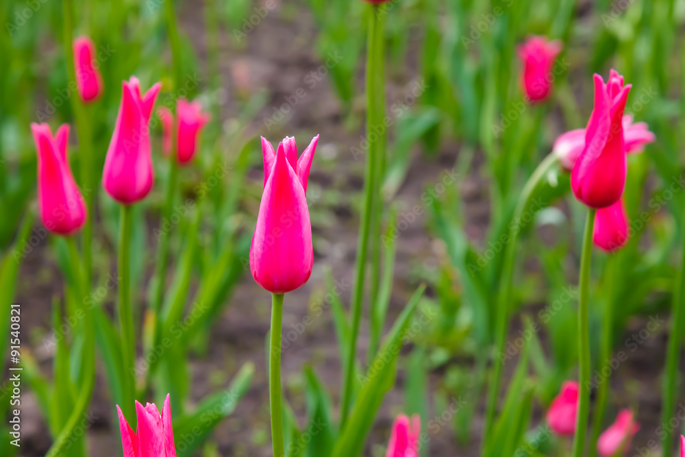 Pink tulips. Meadow with flowers. The buds of tulips. Lawn, beds of flowers. Flowers in the open air, the flowers in the garden. Garden decorative flowers in the flower garden. Pink tulips. Meadow with flowers. The buds of tulips. Lawn, beds of flowers. Flowers in the open air, the flowers in the garden. Garden decorative flowers in the flower garden.