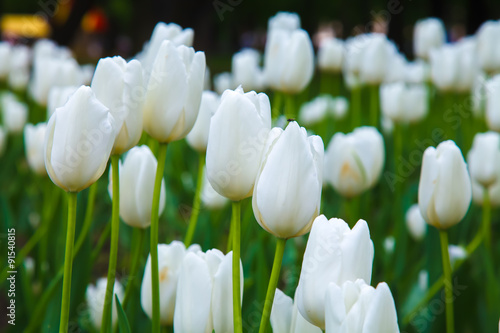  White tulips. Meadow with flowers. The buds of tulips. Lawn, beds of flowers. Flowers in the open air, the flowers in the garden. Garden decorative flowers in the flower garden. 