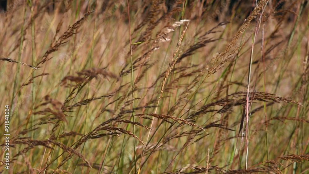 The seed filled tops of Indian Grass (Sorghastrum nutans) blow back and forth in the late summer wind at a Wisconsin tallgrass prairie. The seed filled tops of Indian Grass (Sorghastrum nutans) blow back and forth in the late summer wind at a Wisconsin tallgrass prairie.