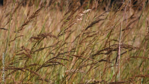 The seed filled tops of Indian Grass (Sorghastrum nutans) blow back and forth in the late summer wind at a Wisconsin tallgrass prairie. photo