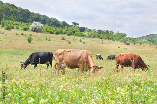 Fototapeta Naklejka Na Ścianę i Meble -  grazing cows