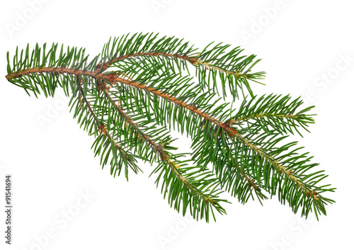 green small isolated fir branch