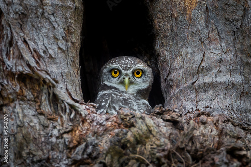 Spotted owlet(Athene brama) in her house © kajornyot