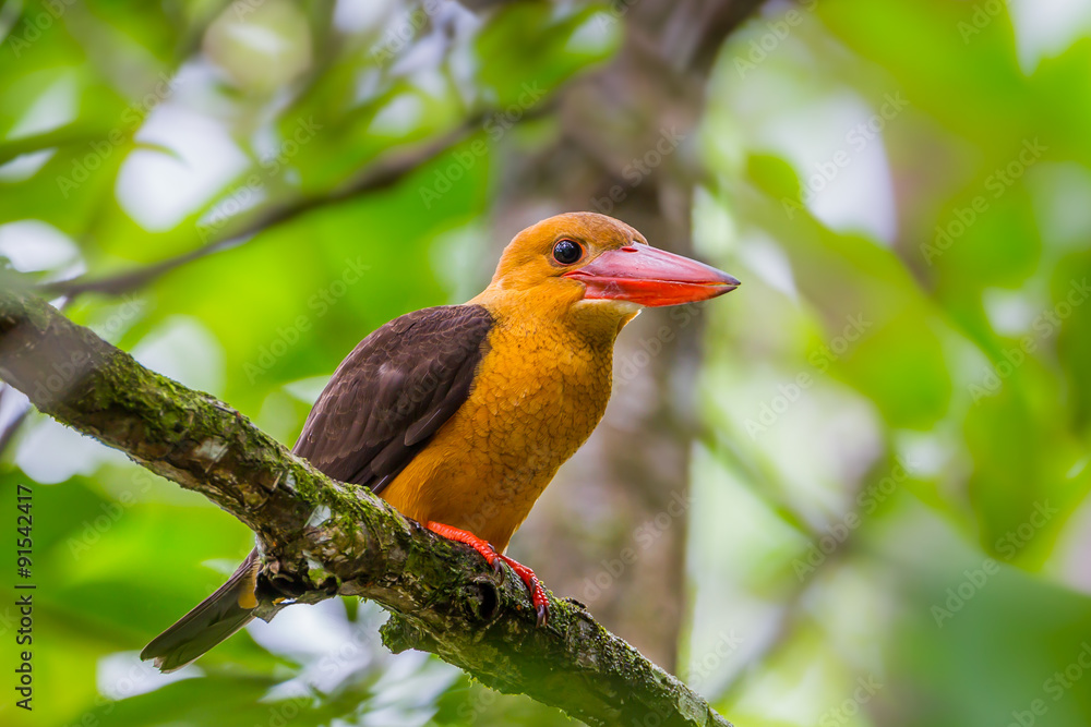 Close up portrait of  Brown-winged Kingfisher (Halcyon amauroptera)  