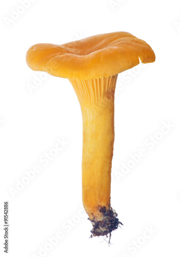 yellow chanterelle medium size on white photo