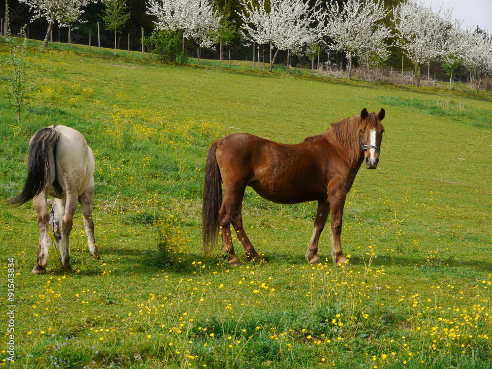 Fototapeta premium Horse on the prairie