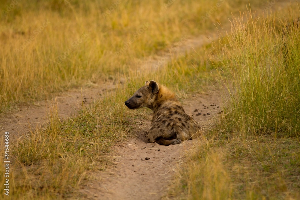Fototapeta premium masai mara hyena