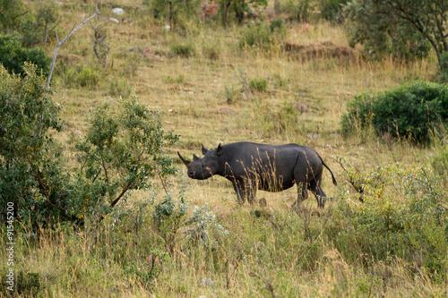 masai mara  rare black rhino sighting