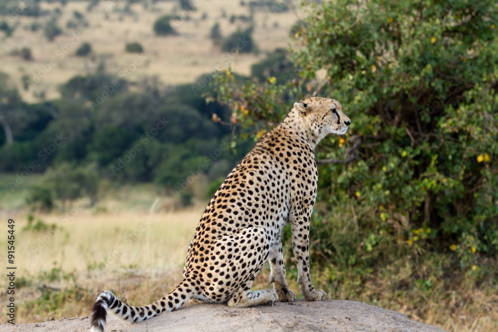 Fototapeta premium masai mara, cheetah resting on a rock