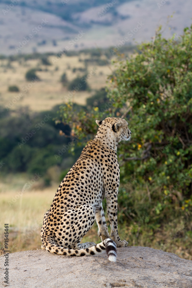 Naklejka premium masai mara, cheetah resting on a rock