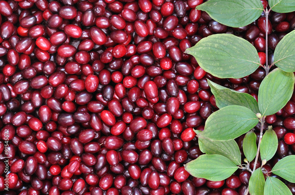 ripe red cornelian cherries ripe red cornelian cherries