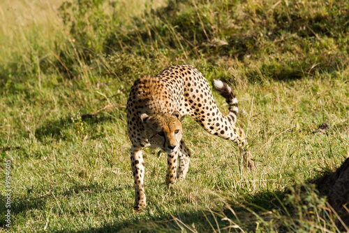 masai mara cheetah
