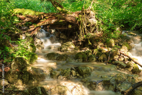 Summer morning sun shines on a creek in the forest under a broken tree