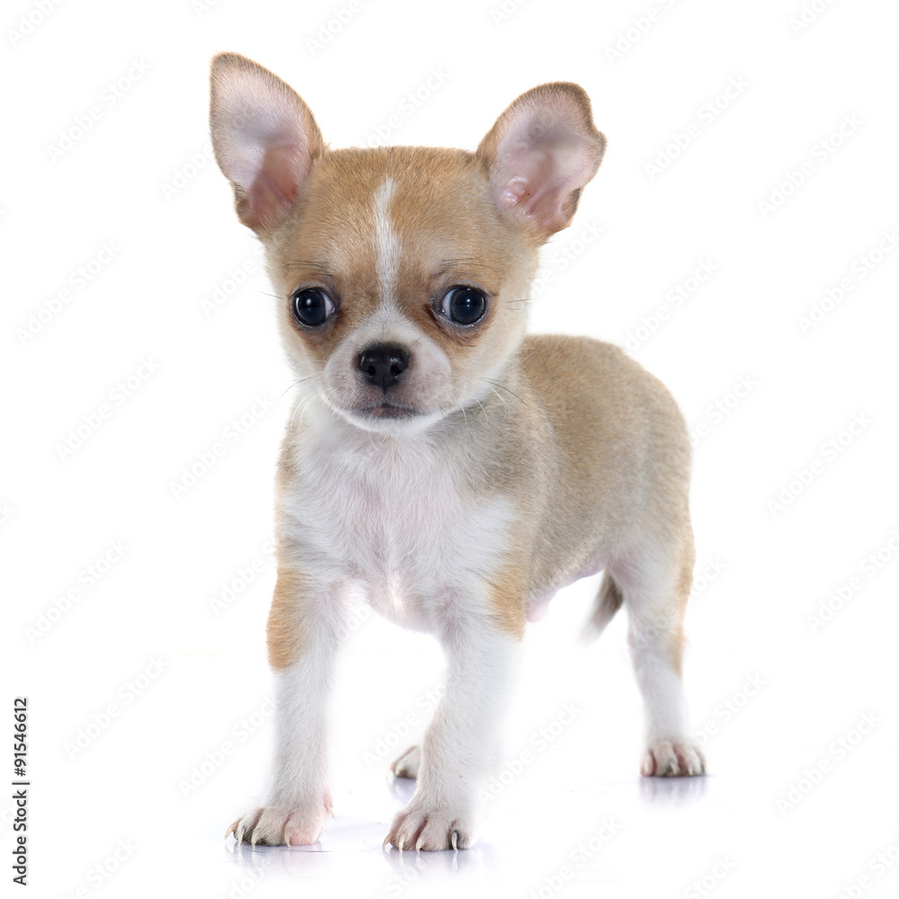 puppy chihuahua