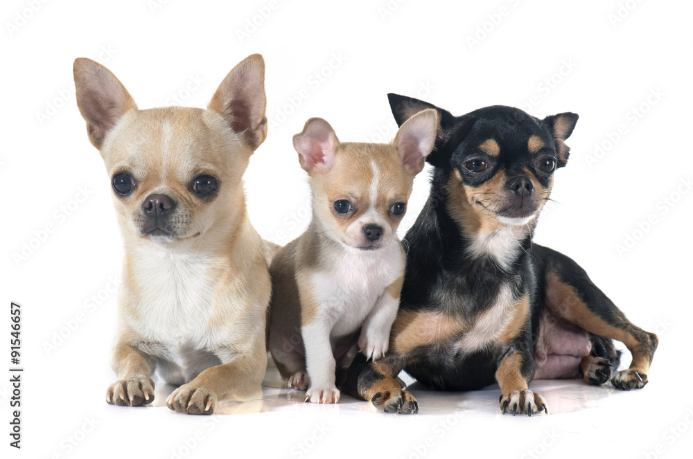puppy and adult chihuahua puppy and adult chihuahua