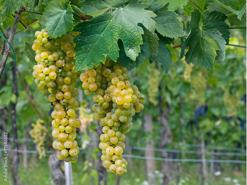 Wallpaper Mural Organic white wine grapes ripen on the vine.  Lunigiana, north Tuscany, Italy. Torontodigital.ca