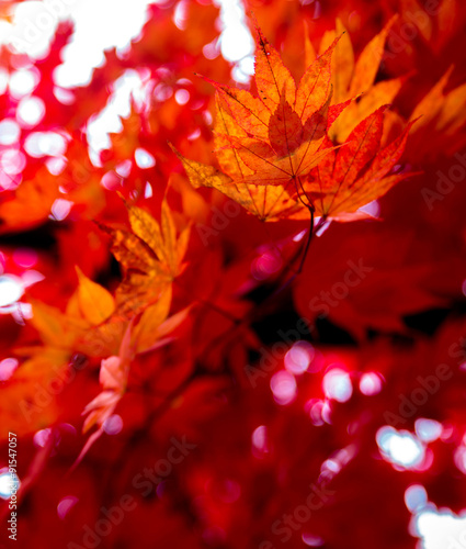 red maple leafs illuminated by sun natural background