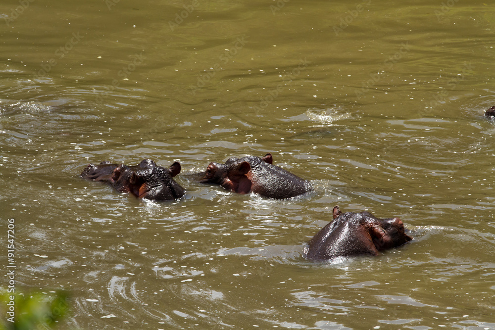Fototapeta premium masai mara hippo