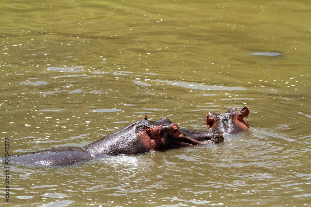 masai mara hippos in the tarek river masai mara hippos in the tarek river