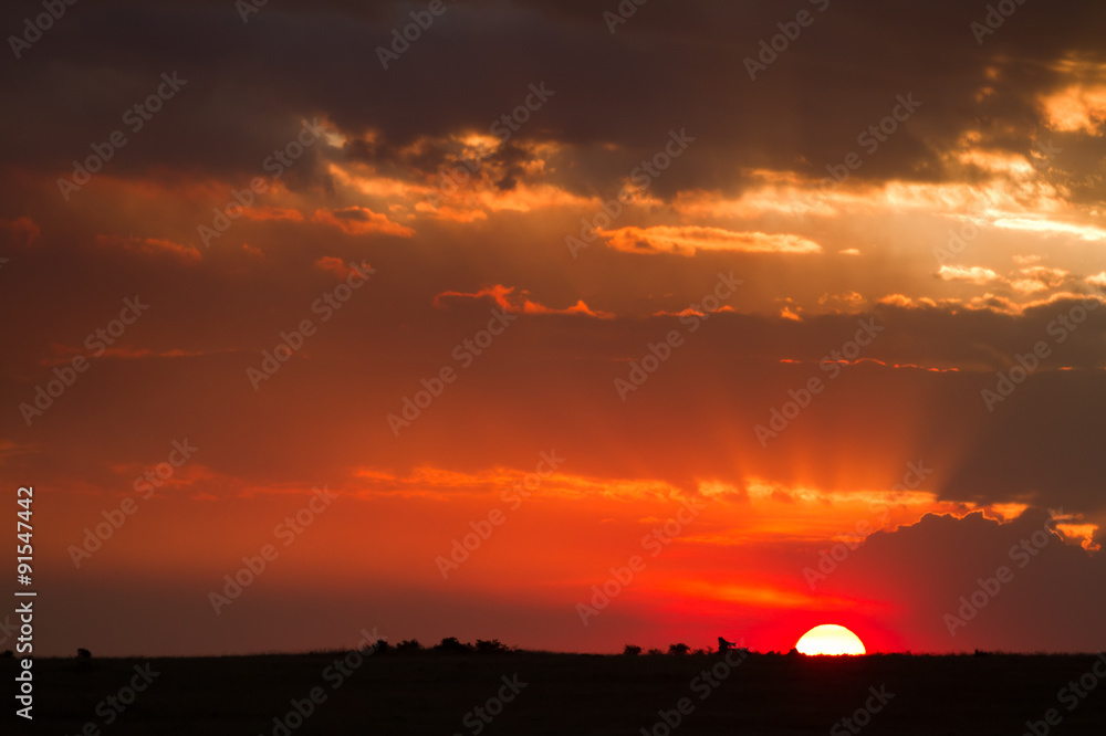 Obraz premium masai mara