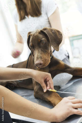 Beautiful doberman puppy lying on a veterinary table and gets an infusion. Vet holding infusion line attached to dog's leg. Short DOF and selective focus on veterinarian hand 