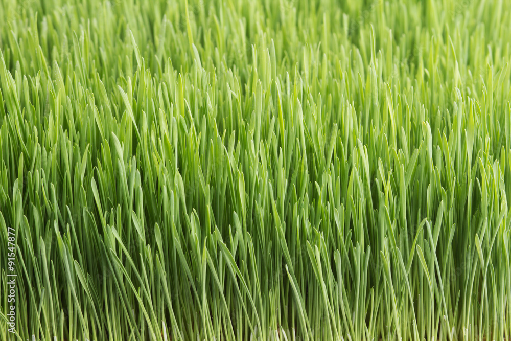 Wheat field closeup