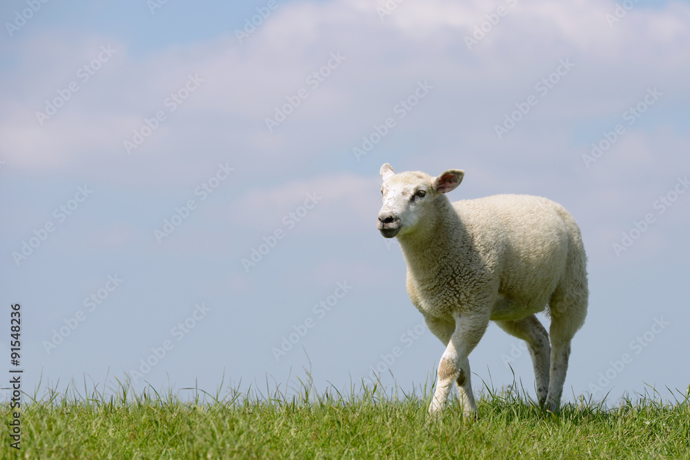 Lamm läuft auf der Wiese Lamm läuft auf der Wiese