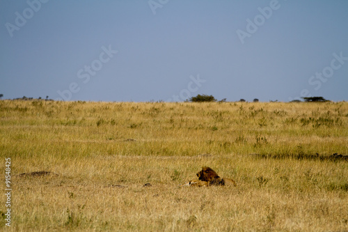 masai mara overview in kenya © franco lucato
