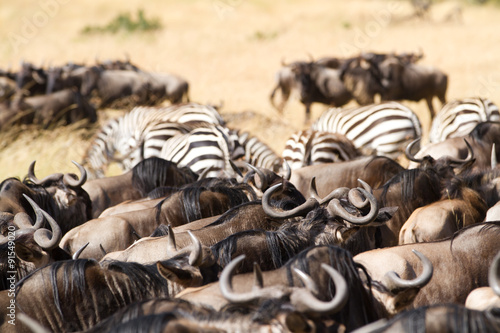 Fototapeta Naklejka Na Ścianę i Meble -  masai mara wildlife