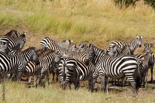 masai mara animals during a safari