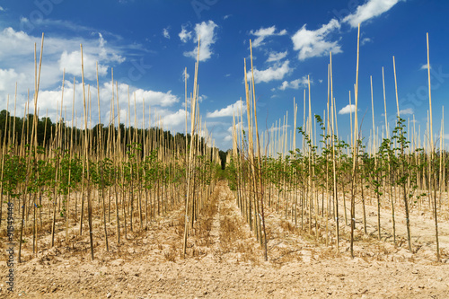 Tree seedlings for the garden