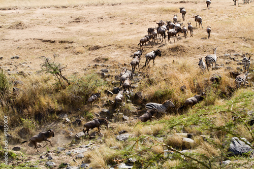 masai mara river crossing during the migration season