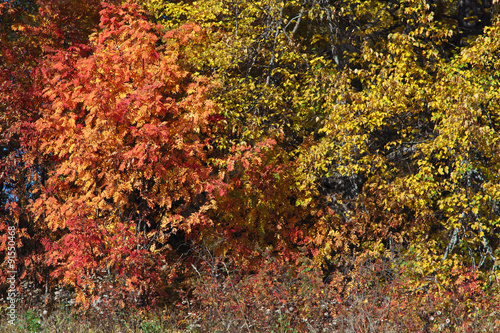 colours of autumn