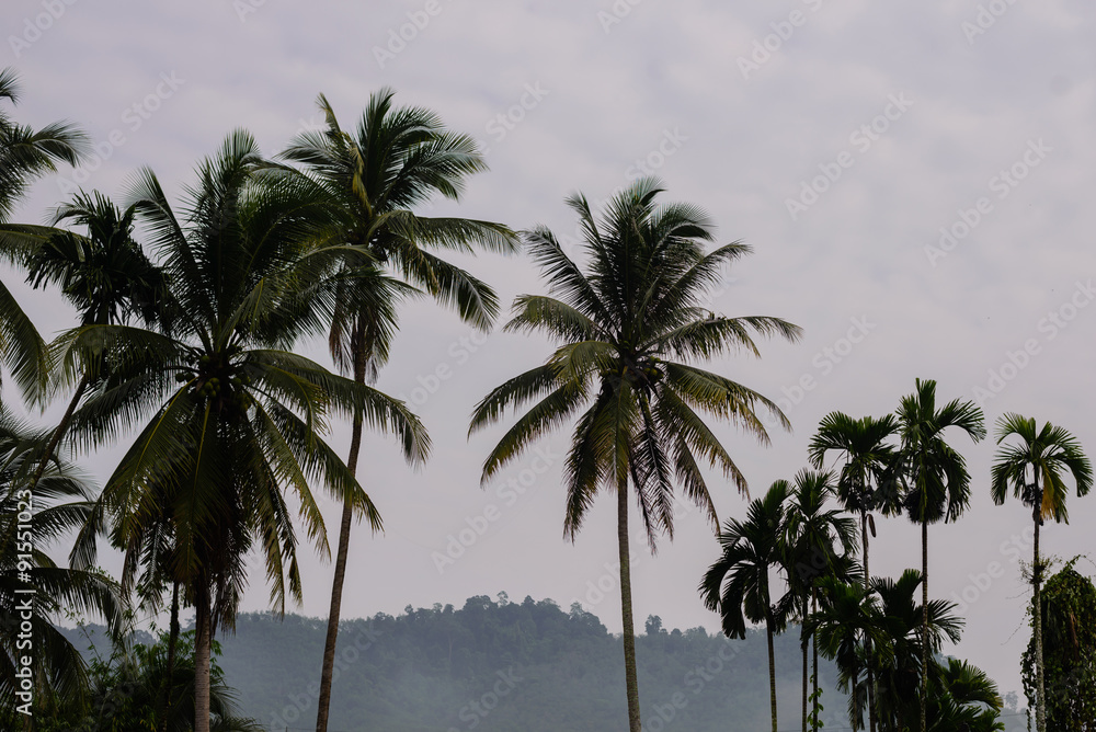coconut tree and white cloud background