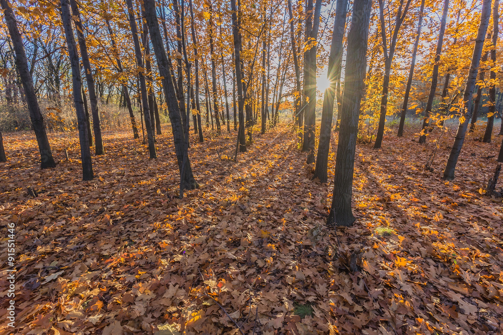 walking path in the lake side, autumn