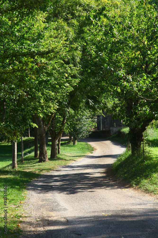 Fototapeta premium camino f