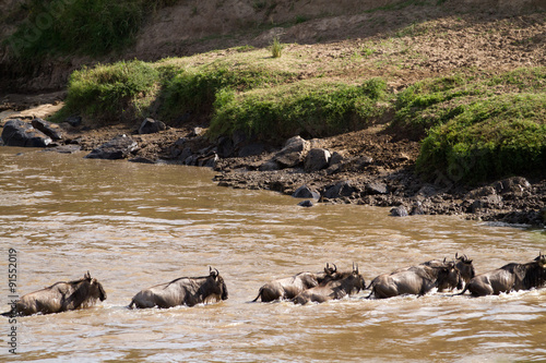 mara river crossing during the migration season in kenya masai mara